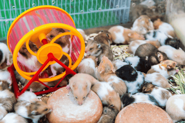 Mengapa Bisnis Hamster Menarik