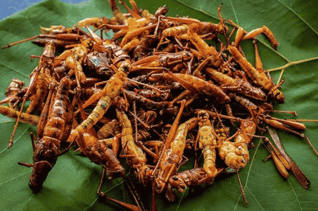 Rasa belalang goreng