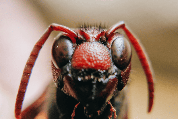 Sistem keselamatan alami yang bikin semut unggul