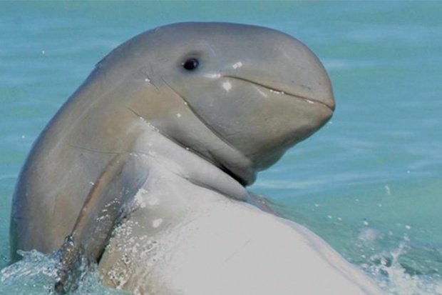 Ciri Khas Ikan Pesut Mahakam yang Unik