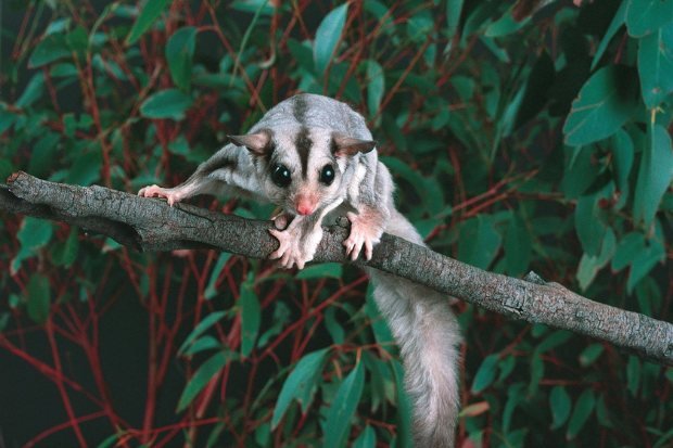 Ciri khas sugar glider dengan selaput melayang