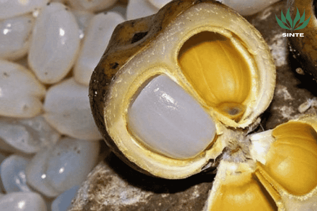 Fakta Unik Buah Lontar