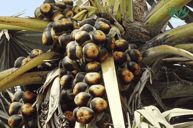 Kenapa Buah Lontar Banyak Disukai