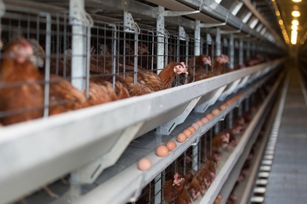 Peluang Bisnis Ayam Petelur di Tengah Kebutuhan Pangan