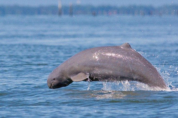 Sungai Mahakam sebagai Ruang Hidup Pesut