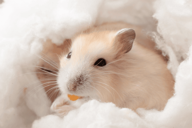 Lingkungan Hidup dan Cara Merawat Hamster