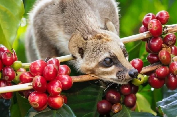 Proses Terbentuknya Rasa yang Unik