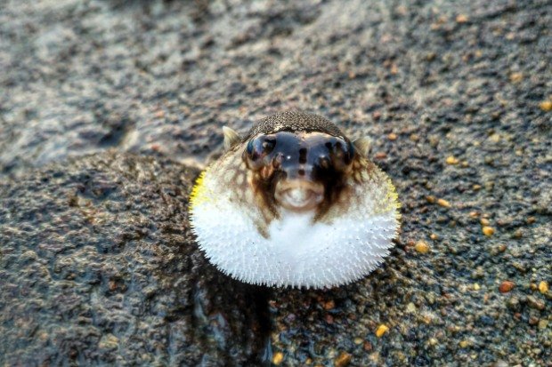 Konsumsi Ikan Buntal Antara Tradisi dan Risiko