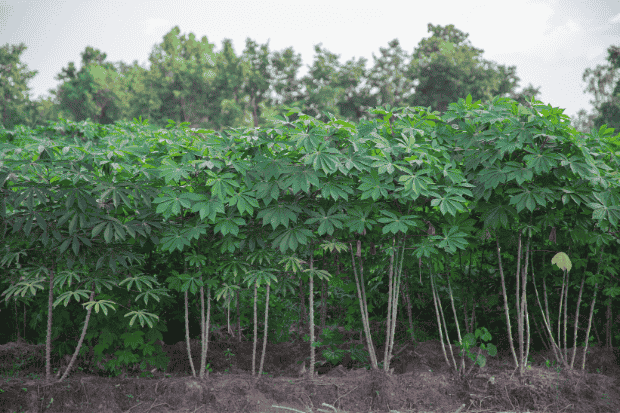 Daun Singkong Nggak Cuma Enak, Tapi Juga Banyak Manfaatnya