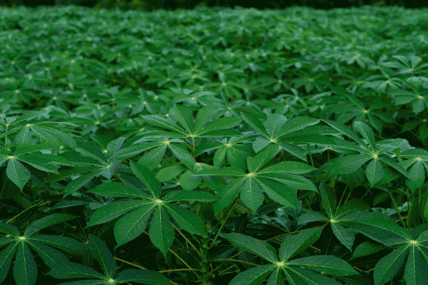 Daun-Singkong-Si-Sayur-Murah-yang-Rasanya-Nggak-Murahan