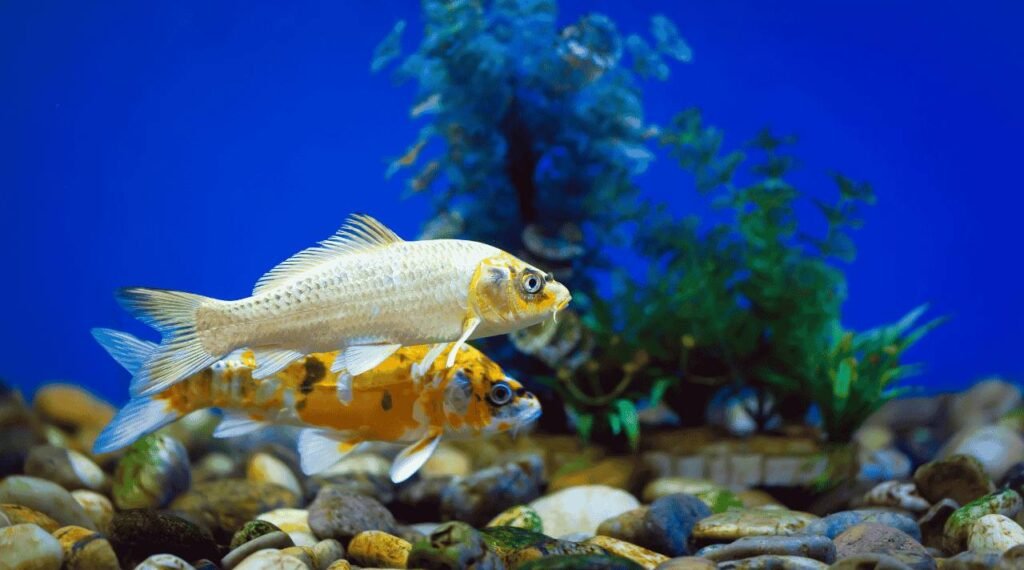 Bisnis Ikan Hias Itu Bukan Sekadar Hobi