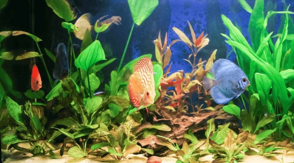 Peluang Usaha Ikan Hias yang Patut Dicoba