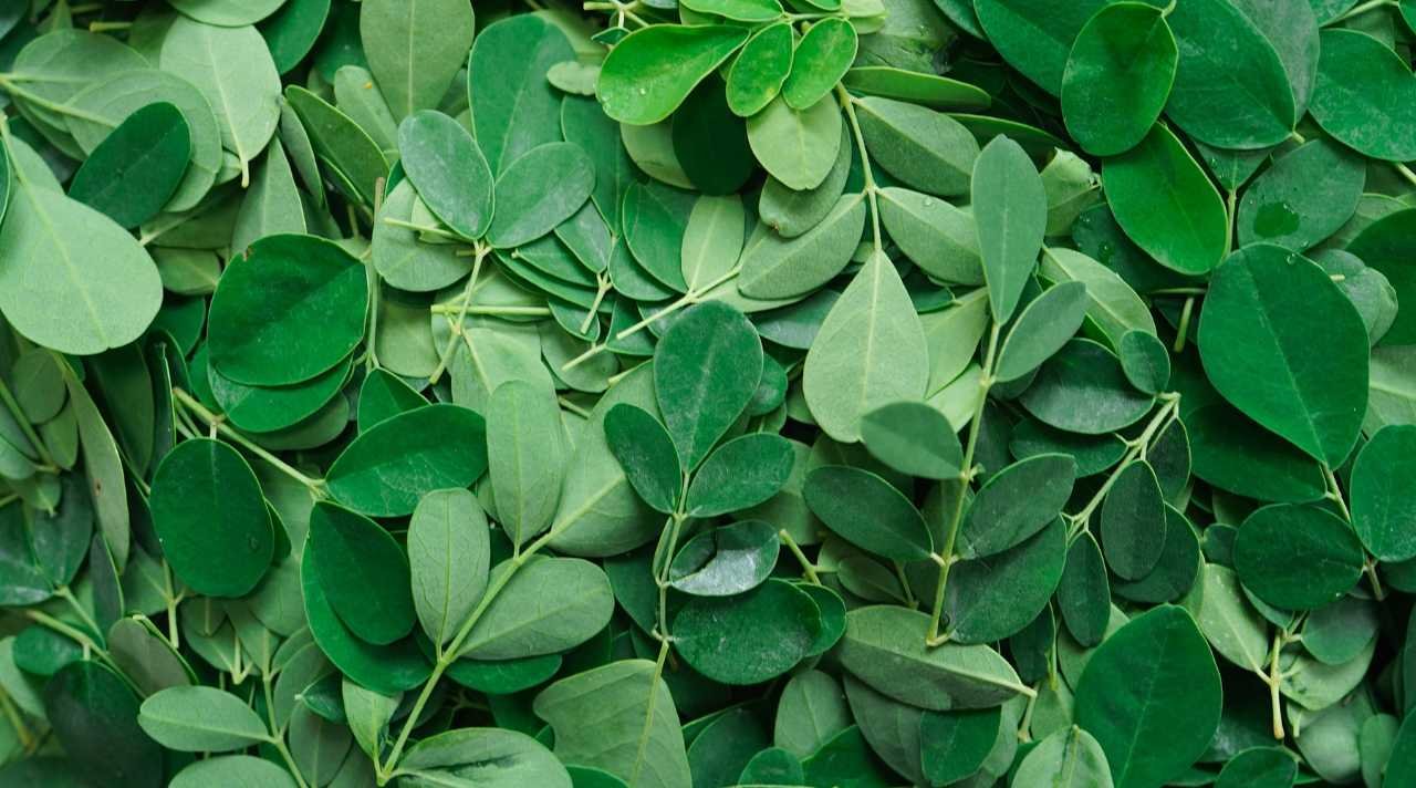 Daun Kelor Si Hijau Ajaib yang Sering Diremehkan