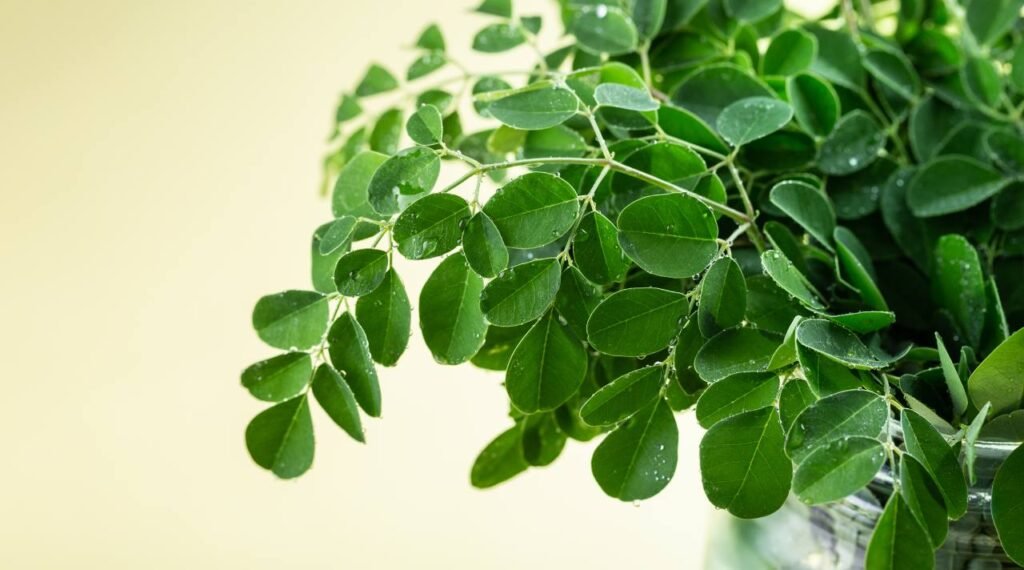 Khasiat Daun Kelor di Mata Penggemar Herbal