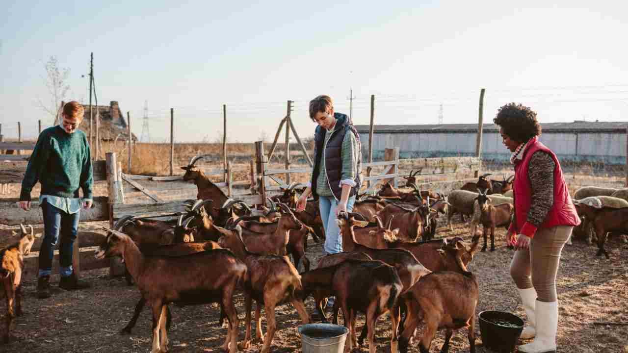 Komunitas Peternak Kambing Bangun Ekonomi Bersama di Perdesaan