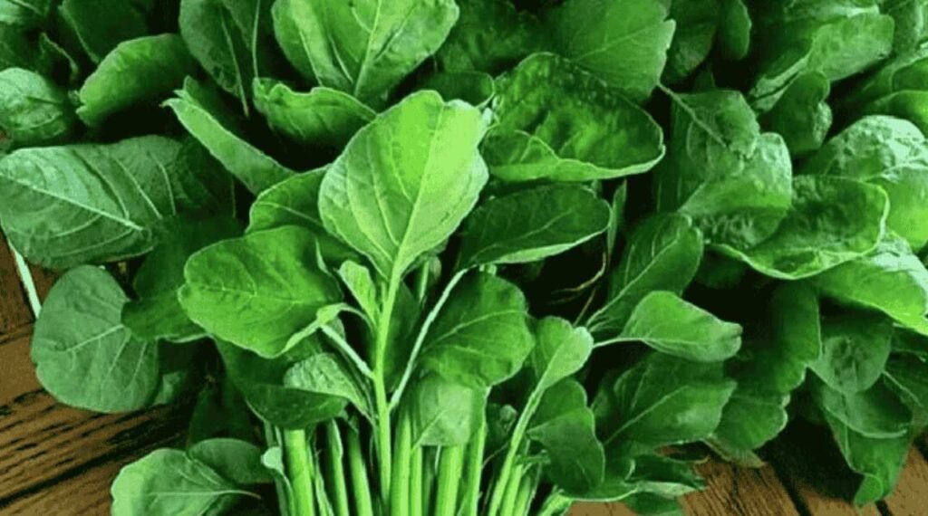 Sayur Bayam Segar, Pilihan Praktis dan Ekonomis