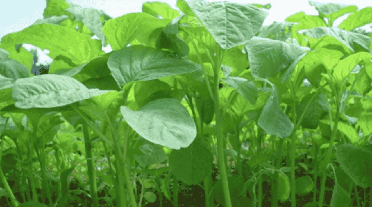 Sayur Bayam Segar dan Sehat yang Cocok untuk Semua Kalangan