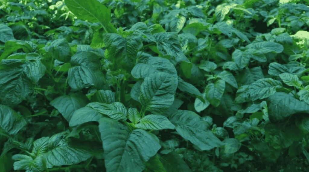 Sayur Bayam dan Manfaat Kesehatan yang Nggak Main-main