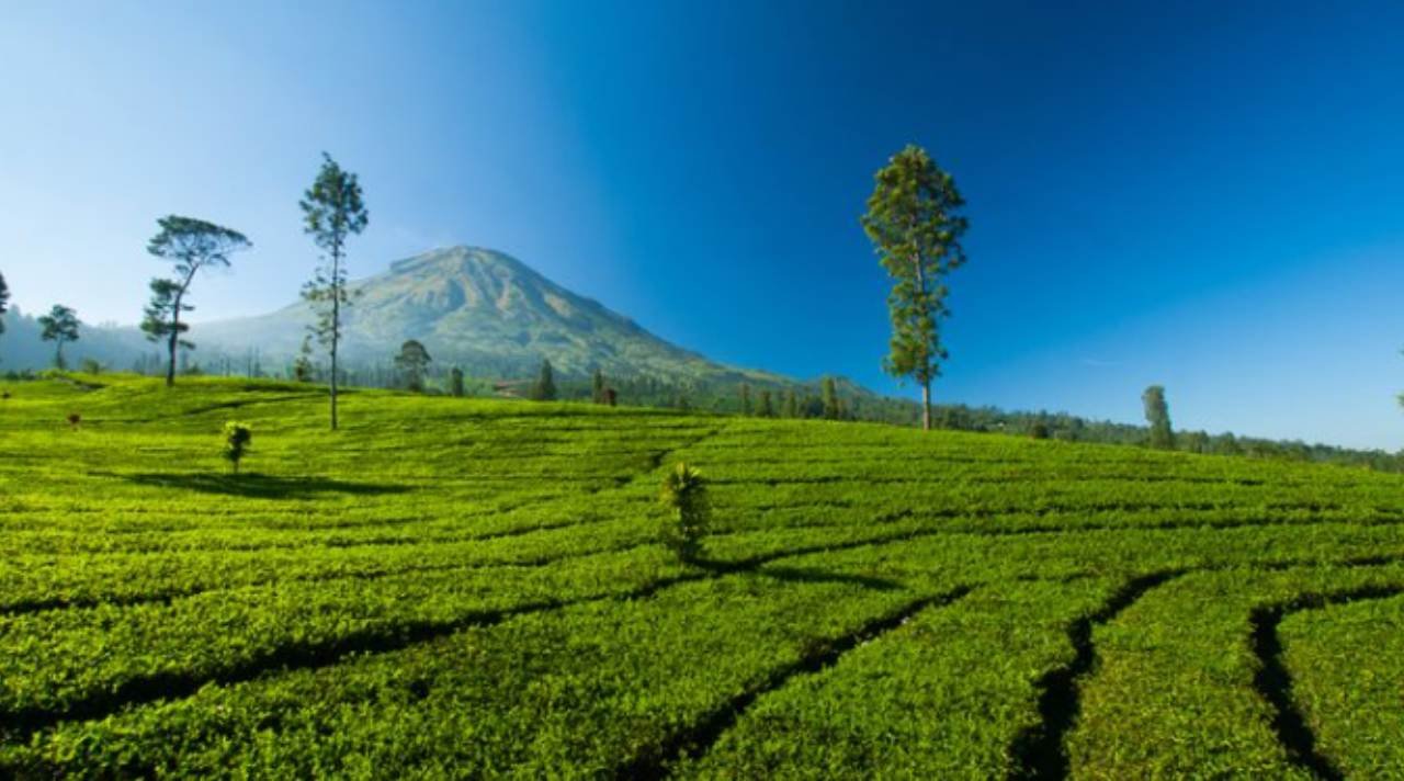Kebun Teh Tambi Wisata Alam Sejuk dan Bersejarah di Wonosobo