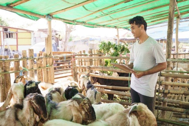 Menghitung Modal Ternak Kambing dan Potensi Keuntungan