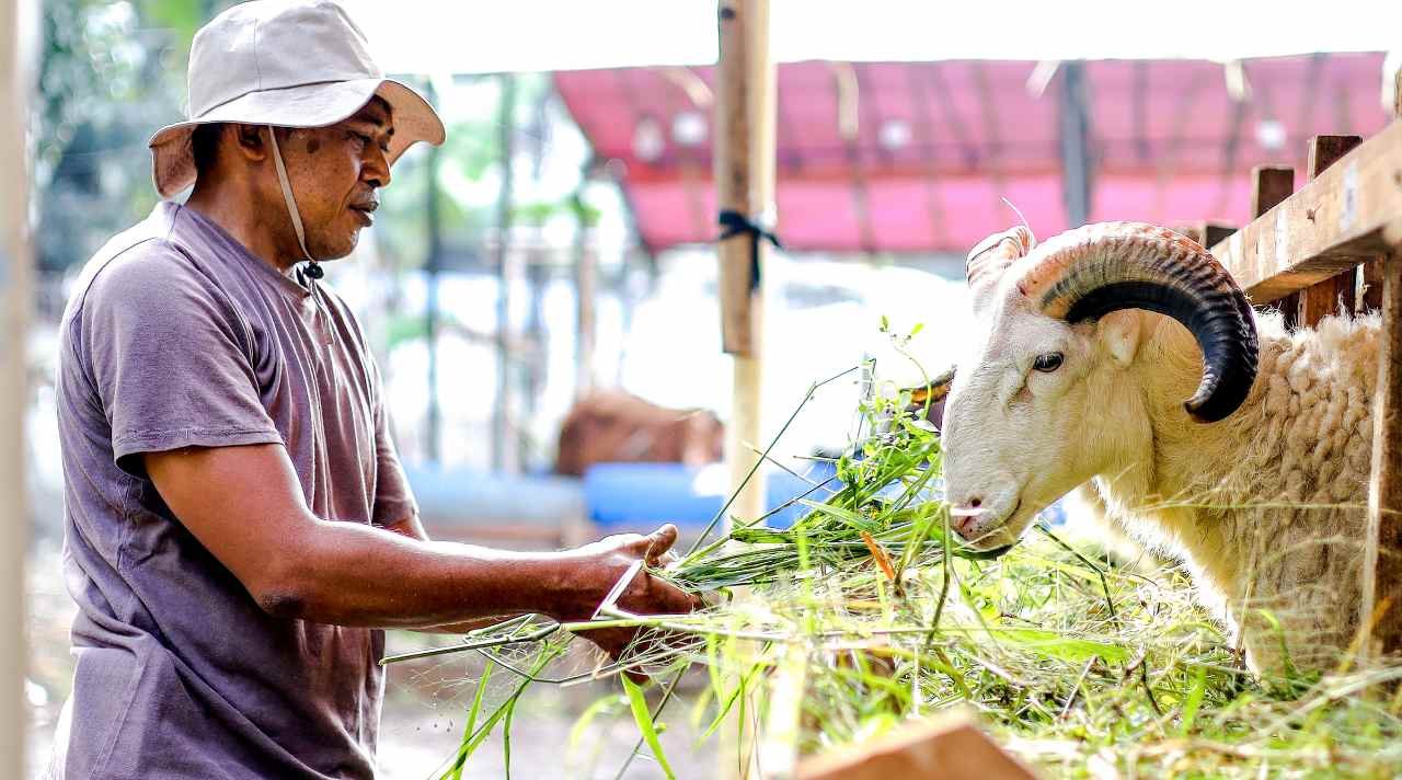 Peternak Kambing Sukses dari Desa dengan Hasil Melimpah