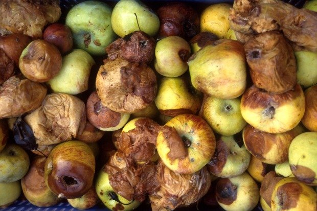 Buah Membusuk di Musim Panas