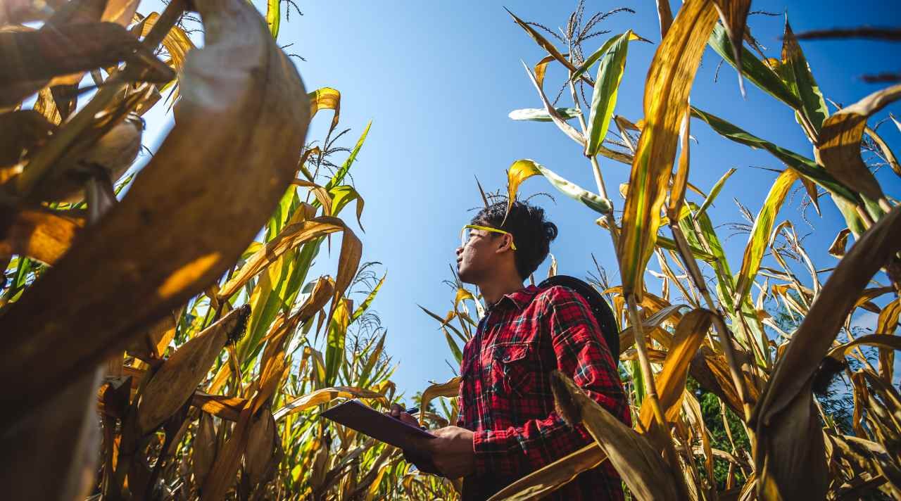 Budidaya Jagung Modern yang Bikin Hasil Panen Melimpah