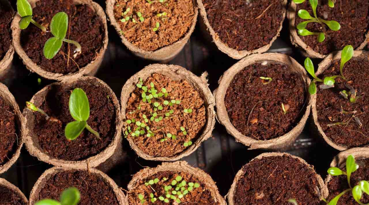 Strategi Sukses Jual Bibit Tanaman agar Cepat Laris