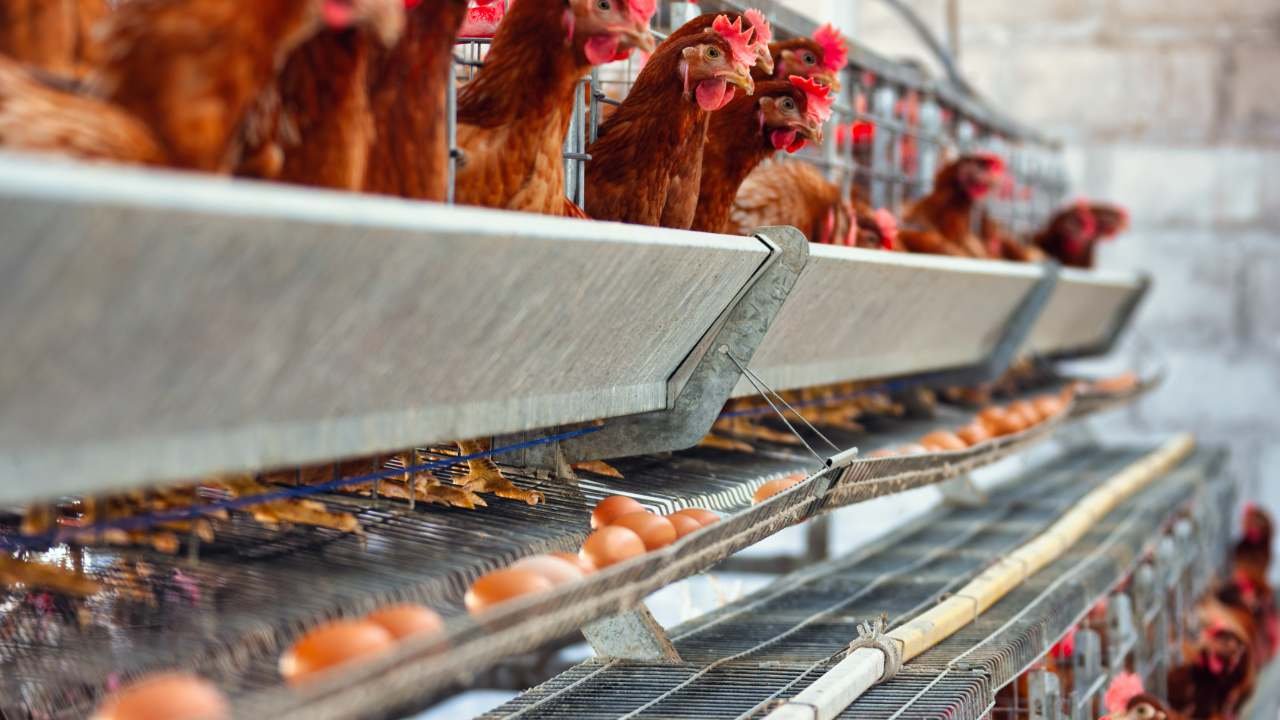 Budidaya Ayam Petelur Peluang Bisnis Pangan