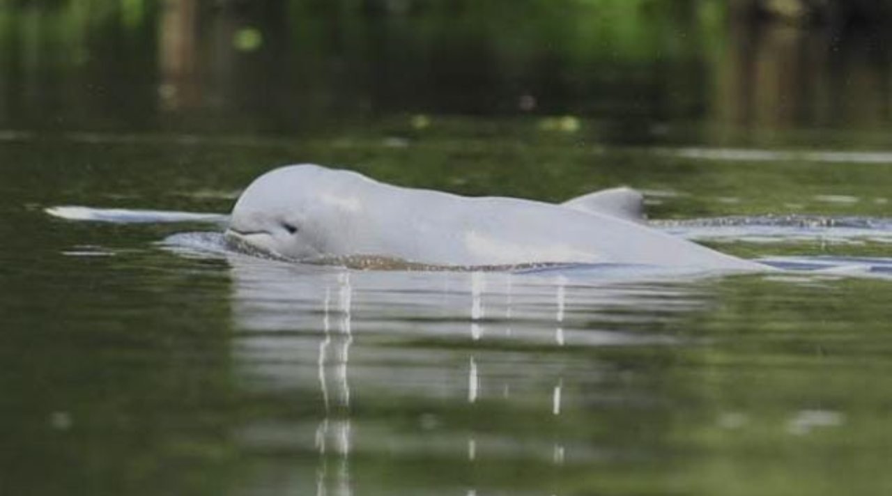 Ikan Pesut Mahakam, Satwa Langka Penjaga Sungai Kalimantan