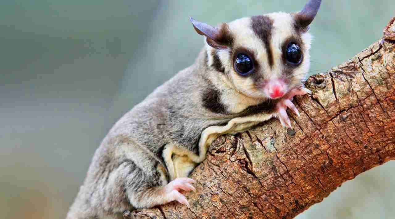 Mengenal Sugar Glider, Hewan Marsupial Kecil yang Unik dan Menggemaskan
