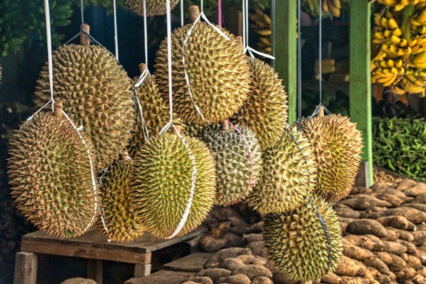 Peluang Usaha Durian di Berbagai Segmen