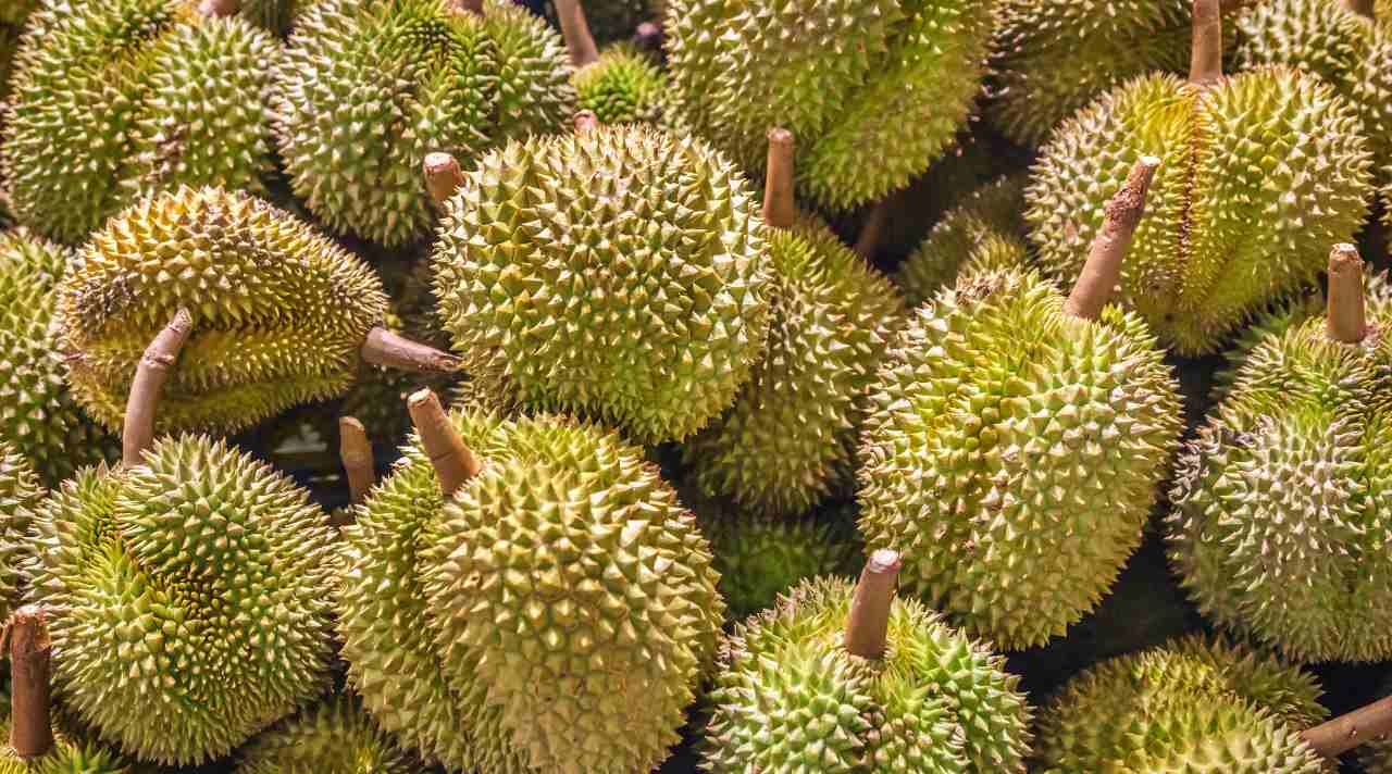 Peluang Usaha Durian yang Selalu di Cari Pecinta Raja Buah