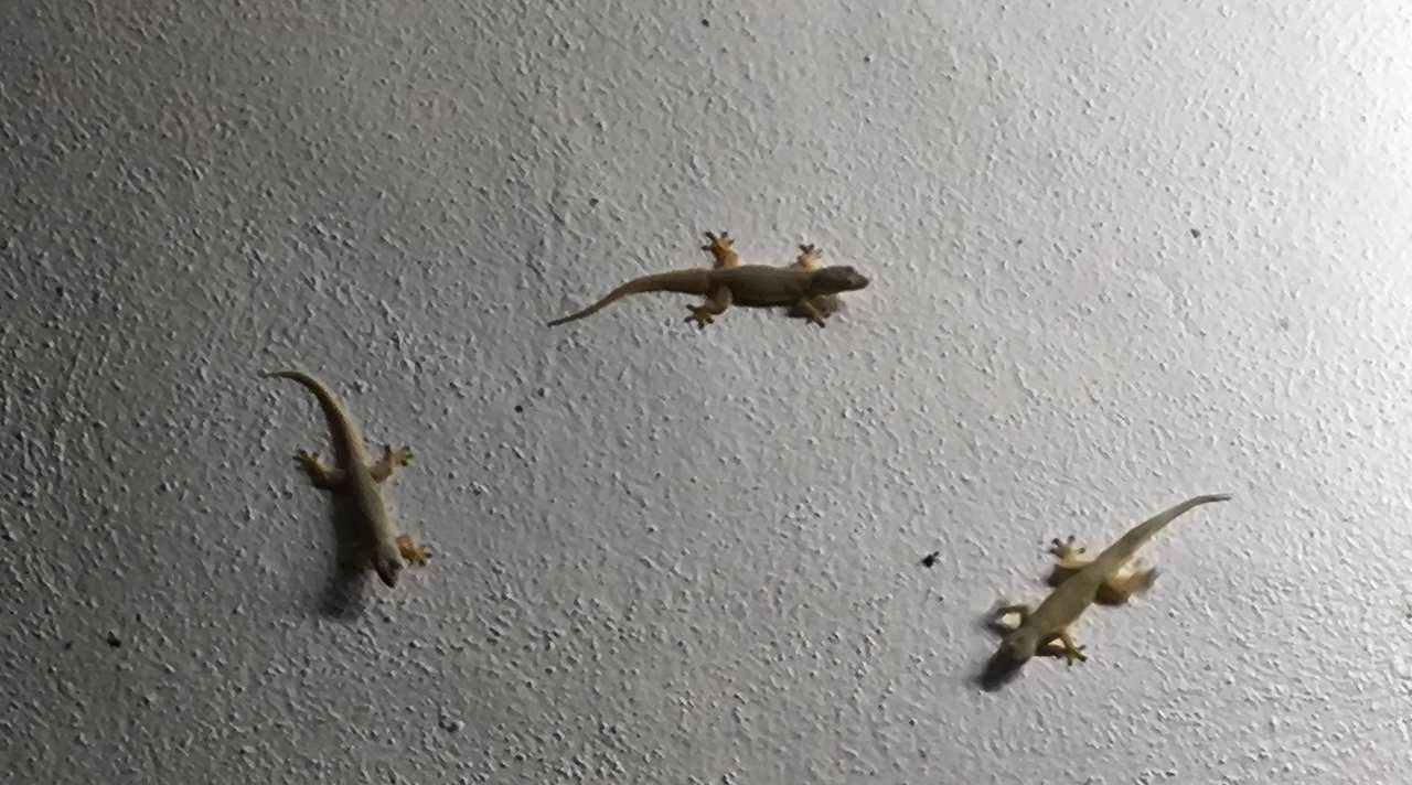 Cicak Jatuh dan Kebiasaan Manusia Mengaitkan Pertanda