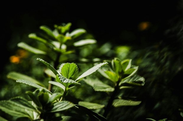 Khasiat Daun Mint Untuk Kesehatan