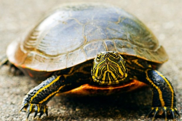 Makna Hidup Kura Kura dalam Kesederhanaan