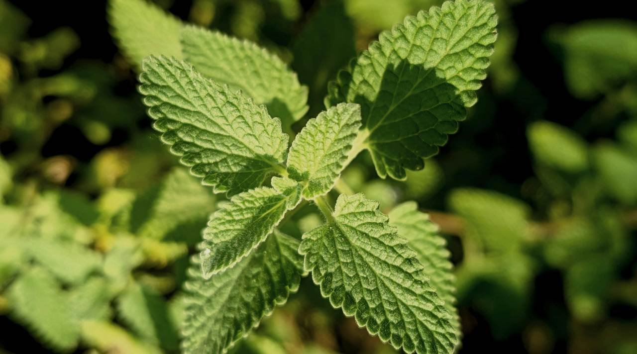 Manfaat Daun Mint Untuk Kesehatan Sehari Hari