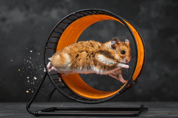 Opini Tentang Hamster dalam Kehidupan Sehari-Hari