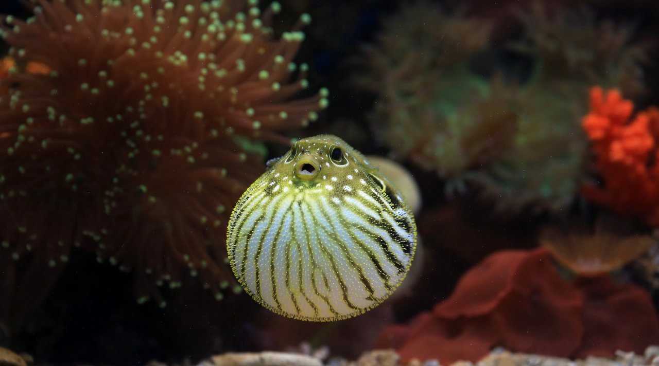 Ikan Buntal Antara Daya Tarik dan Ancaman Nyata