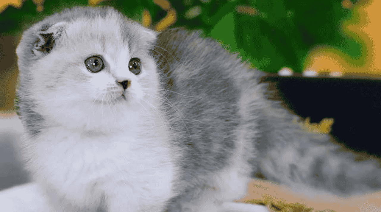 Kucing Teman Kecil yang Diam-diam Mengerti Kita