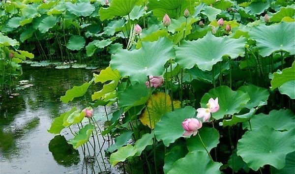Bunga Teratai Memiliki Bentuk yang Sangat Menarik