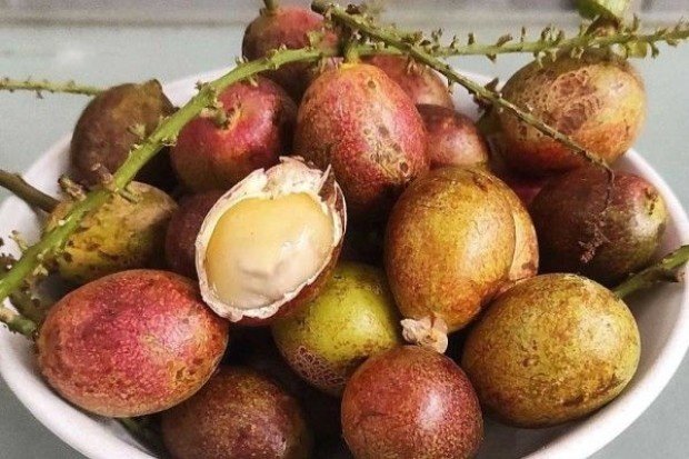Kandungan Nutrisi Buah Matoa