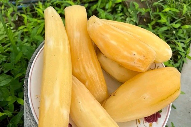 Manfaat Ubi Yakon untuk Kesehatan