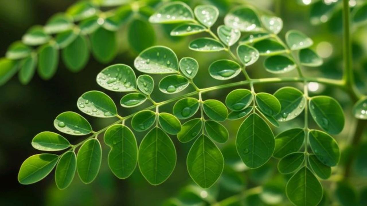Daun Kelor, Herbal Alami untuk Hidup Sehat
