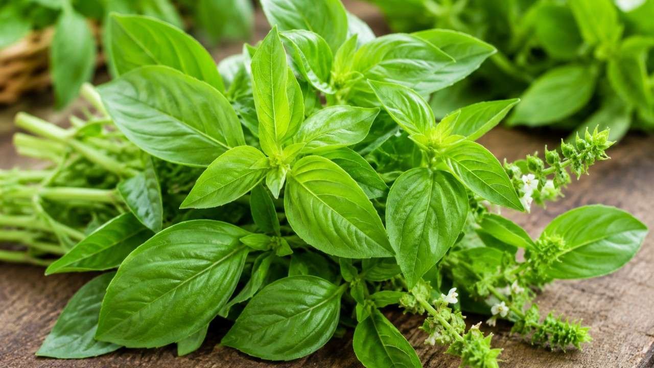 Daun Kemangi, Herbal Aromatik yang Menyegarkan