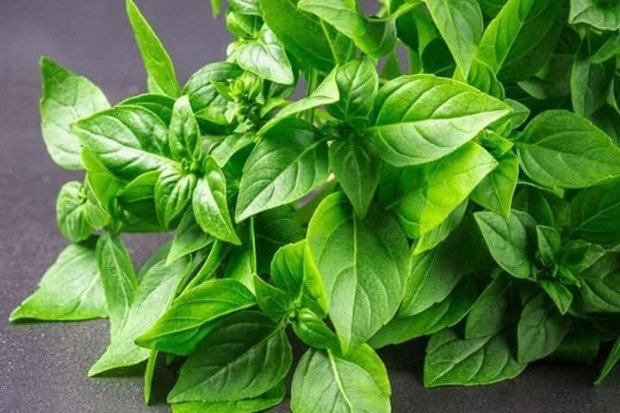 Kandungan Nutrisi Daun Kemangi yang Membuatnya Istimewa