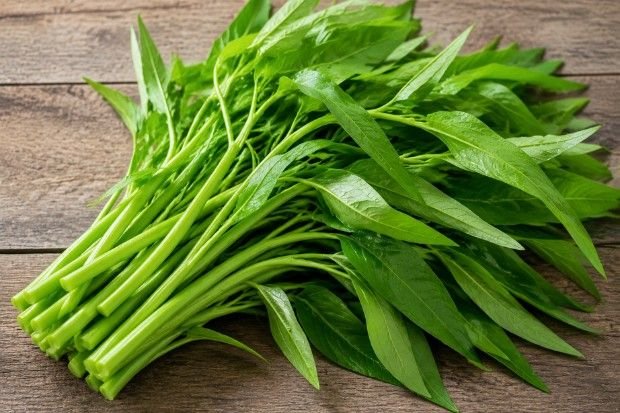 Manfaat Mengonsumsi Kangkung