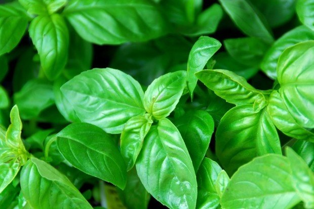Mengenal Kemangi, Tanaman Herbal dengan Aroma Khas