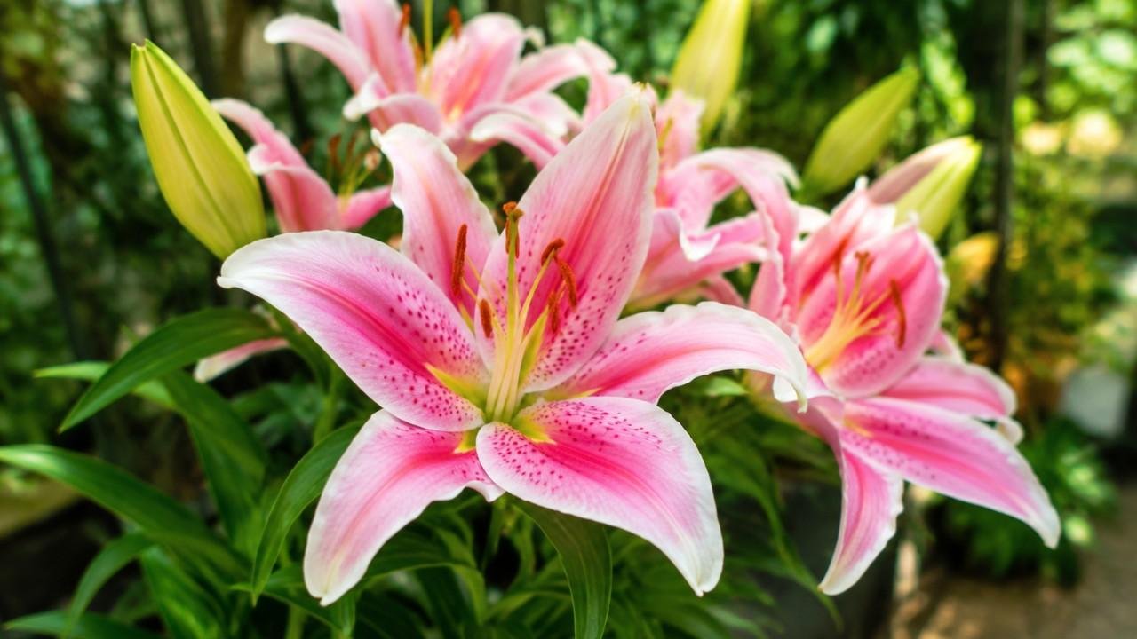 Bunga Lily, Pesona Indah, Jenis, Makna, dan Cara Merawatnya