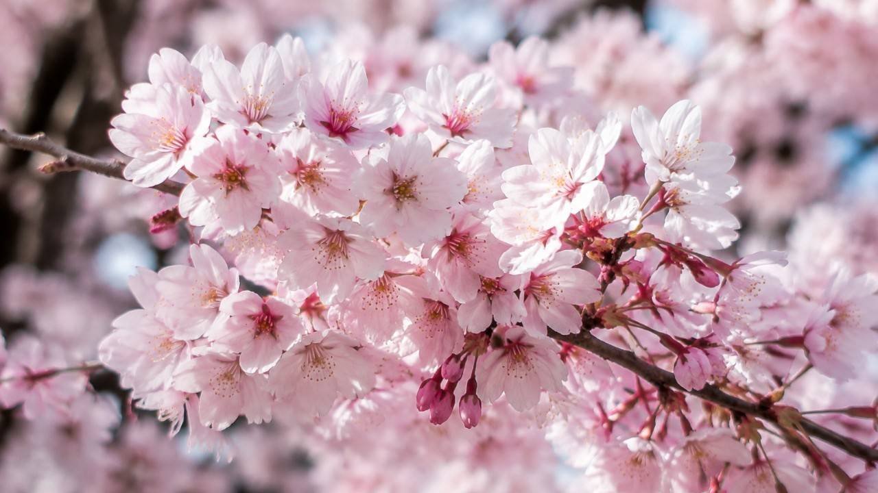 Bunga Sakura, Pesona Musim Semi Jepang yang Indah